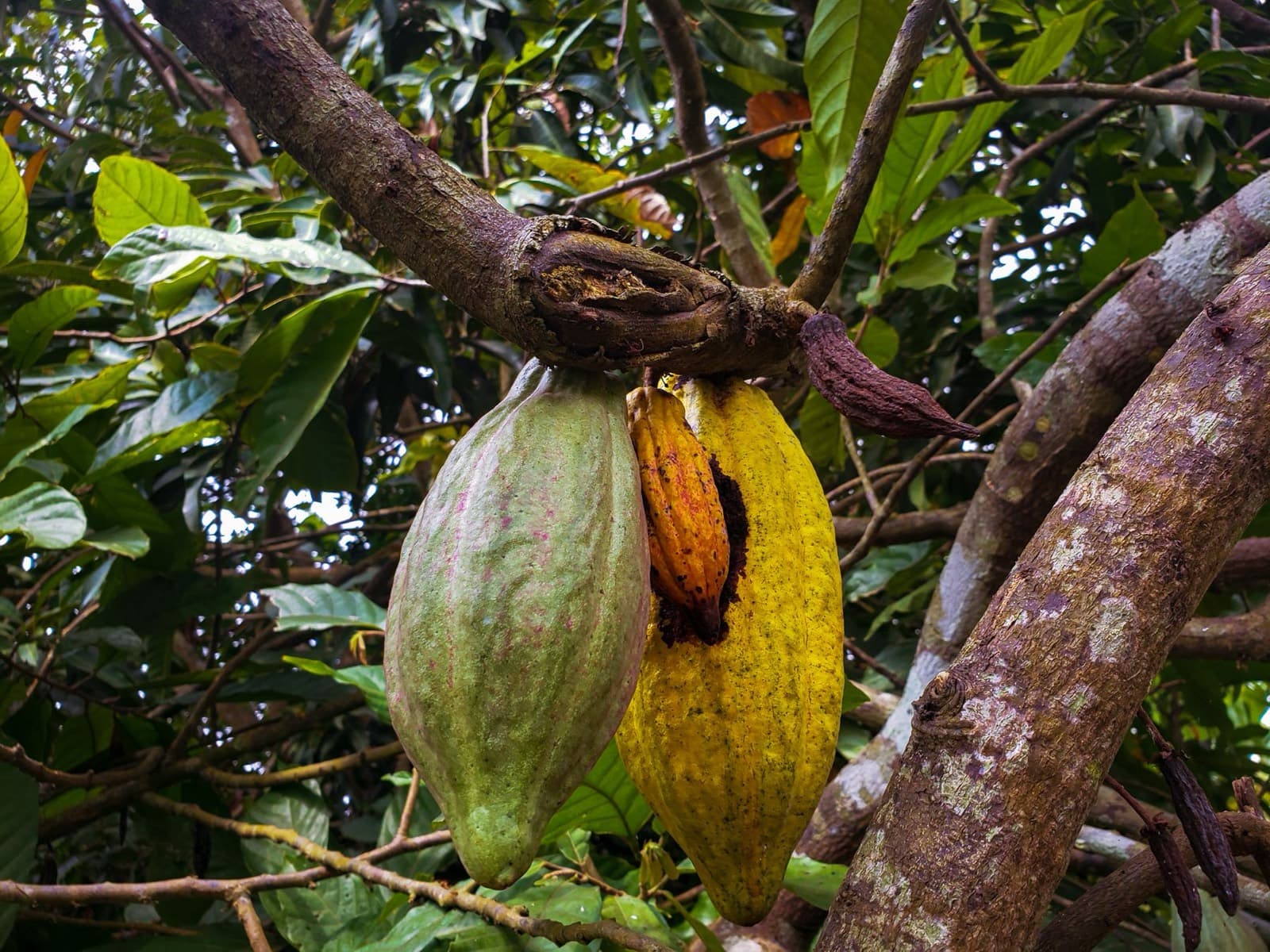 Green and yellow cocoa pods ripening on the trunk of a cocoa tree