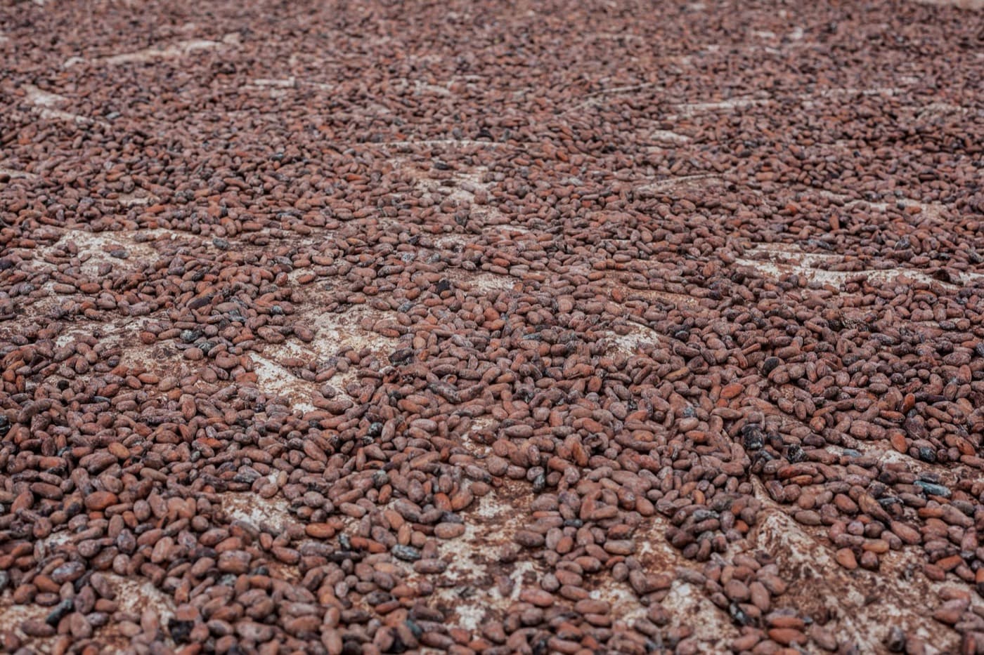A wide bed of cocoa beans drying in the sun