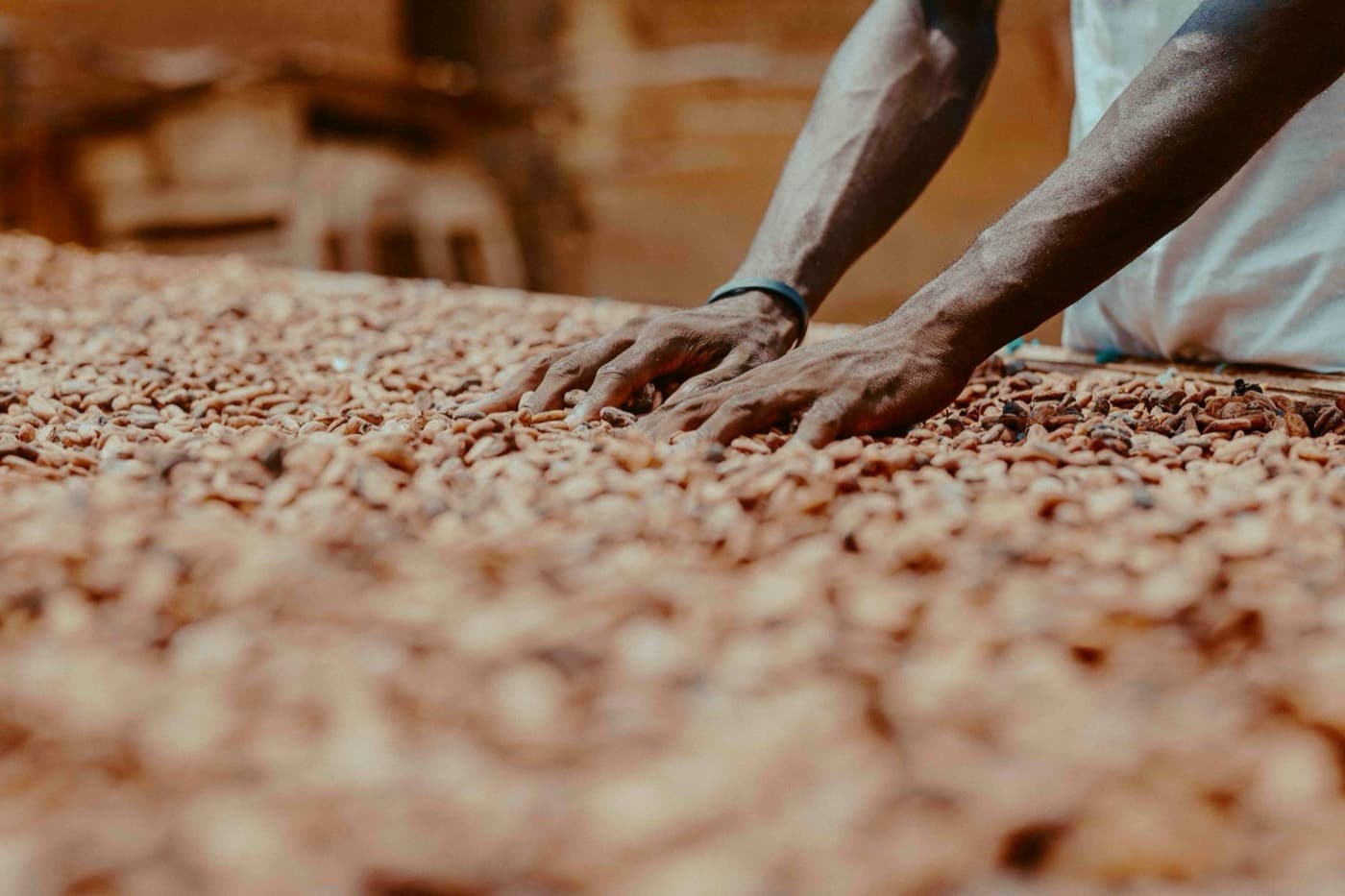 Hands sorting cocoa beans spread across a table