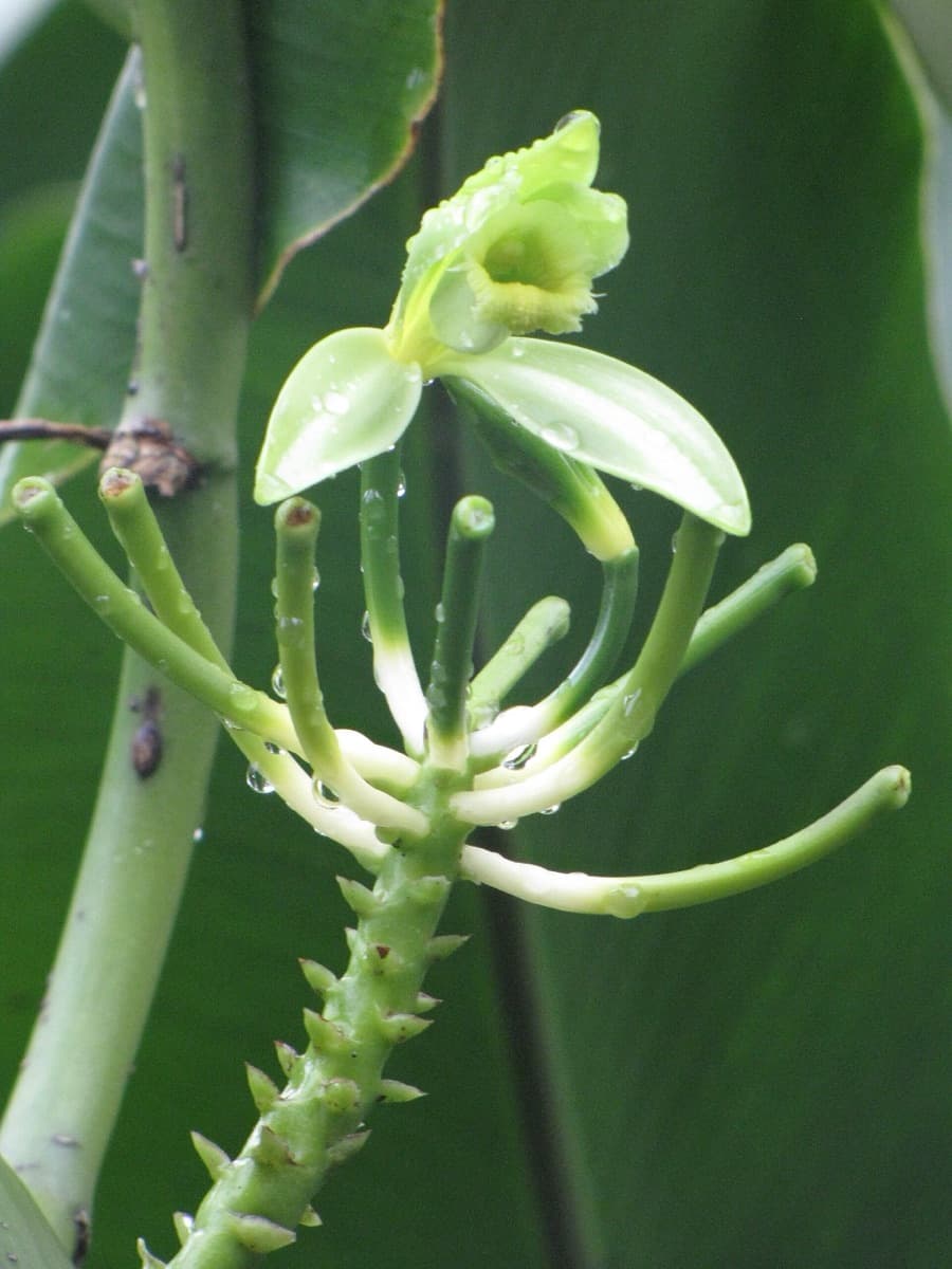 A pale green vanilla orchid flower on the vine
